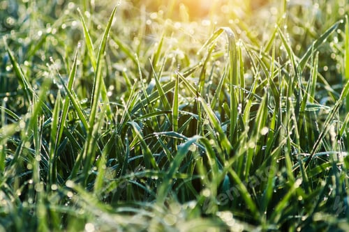 Preview: Drop Dew On Rice Leaf In The Morning With Sunlight.