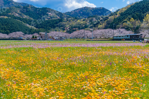 Preview: A Flower Field Using Rice Fields In Matsuzaki-Cho, Kamo-Gun, Shizuoka Prefecture