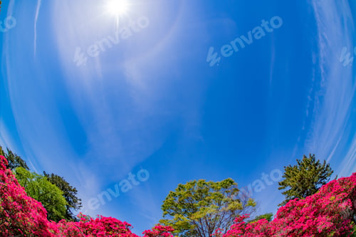 Preview: Azalea Of Komuroyama Park In Ito City, Shizuoka Prefecture