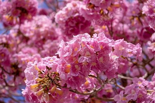 Preview: Summer Flower Of Pink Trumpet Flower (Tabebuia Rosea Tree).
