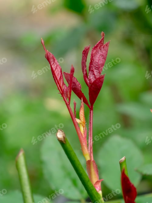 Preview: Close Up Red Leaf Of Damask Rose With Blur Background. (Rosa Damascena Mill)
