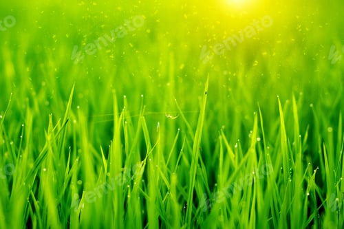 Preview: Rice Plant In Field With Drop Dew.