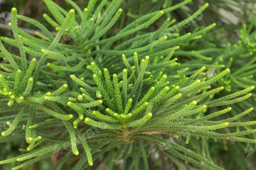 Preview: Macro The Leaves Of Norfolk Island Pine.