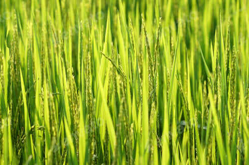 Preview: Rice Field