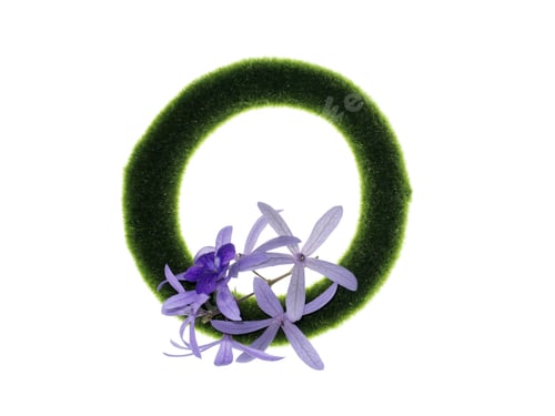 Preview: Sandpaper Vine Or Purple Wreath Flower With Green Circle On White Background. (Petrea Volubilis)