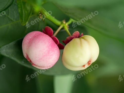 Preview: Seed Of Sauropus Androgynus, Star Gooseberry Or Sweet Leaf.