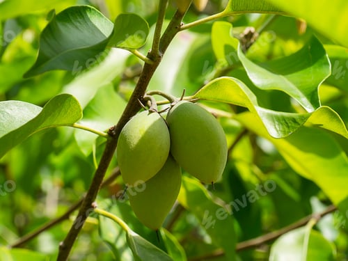 Preview: Close Up Spanish Cherry Fruit, Tanjong Tree Or Bullet Wood. (Mimusops Elengi)