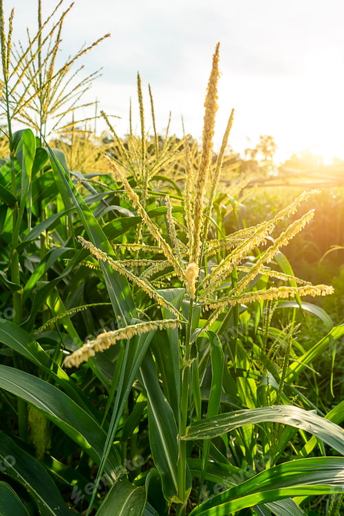 Preview: Close Up Pollen Of Corn Flower With Sunlight