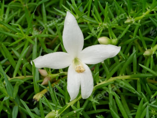 Preview: Indian Cork Flower On The Grass. (Millingtonia Hortensis Linn.F)