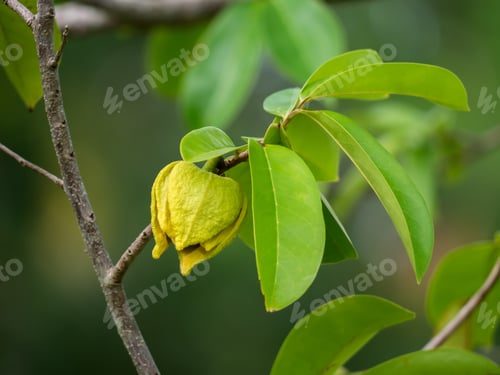 Preview: Soursop Tree Or Prickly Custard Apple. (Annona Muricata L.) Plant For Treatment Of Carcinoma.
