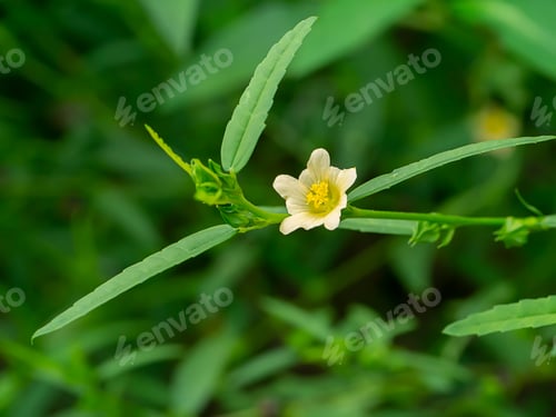 Preview: Close Up Yellow Flower With Leaves On Blur Background.