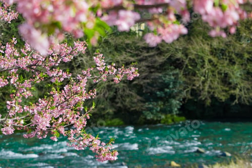 Preview: Beautiful Scenery With Kawazu Cherry Blossoms