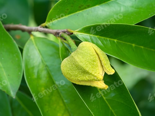 Preview: Close Up Soursop Flower On Tree. (Annona Muricata)