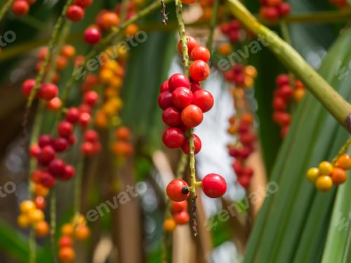 Preview: Red Seeds Of Licuala Paludosa Griff Tree.