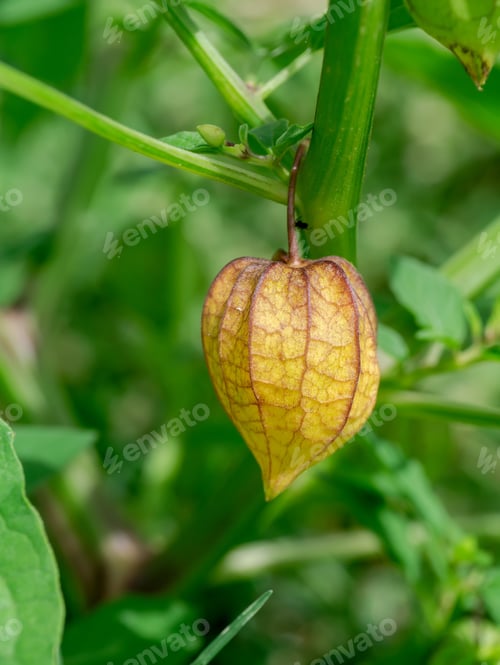 Preview: Hogweed Or Ground Cherry. (Physalis Minima)