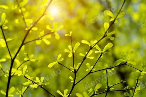 Preview: Terminalia Ivorensis Tree Branch In The Spring Season With Sunlight. Un-Focus Image