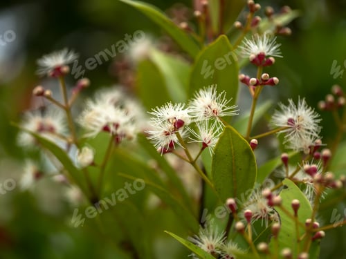 Preview: Close Up Flower Of Australian Rose Apple Tree Or Brush Cherry, Creek Lily Pilly. (Syzygium Australe)
