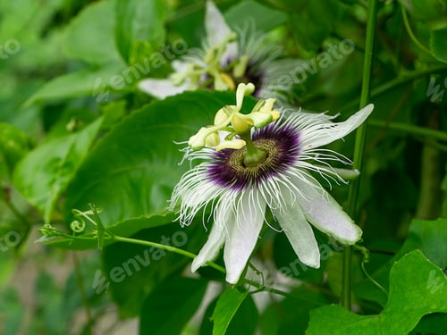 Preview: Close Up Of Passionfruit Flower (Passiflora Edulis)