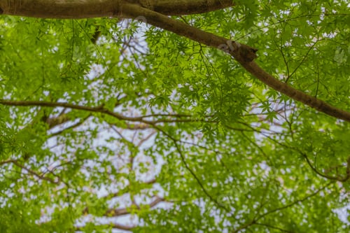 Preview: Landscape With Fresh Green Maple