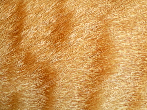 Preview: Close Up Of An Animal Colored Fur Texture