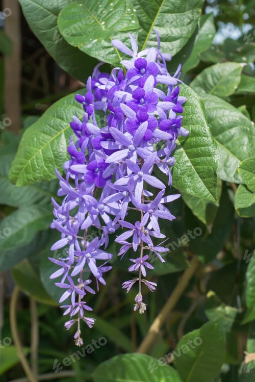 Preview: Violet Flower Of Petrea Flowers On Tree.