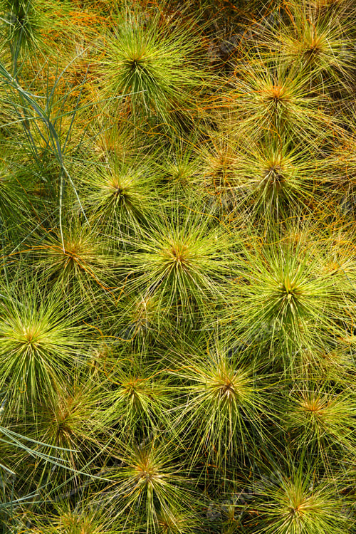 Preview: Spinifex Littoreus On The Beach.