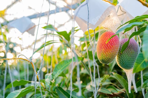 Preview: Mango Field In Vinyl House