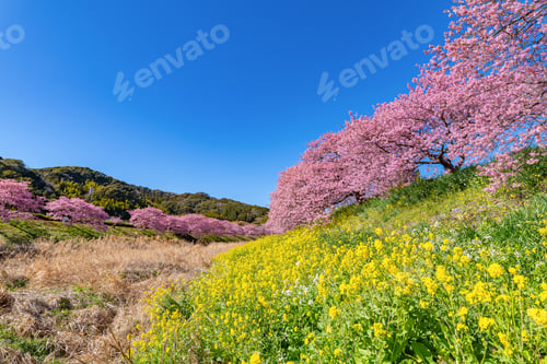 Preview: Kawazu Cherry Blossoms In Minamiizu-Cho, Kamo-Gun, Shizuoka Prefecture