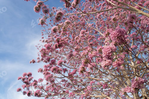 Preview: Beautiful Blooming Pink Flower Of Tabebuia Heterophylla. (Trumpet Tree )