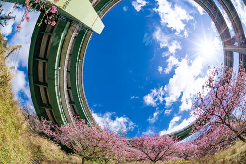 Preview: Kawazu Zakura Of Kamijo And Loop Bridge, In Kawazu-Cho, Kamo-Gun, Shizuoka Prefecture