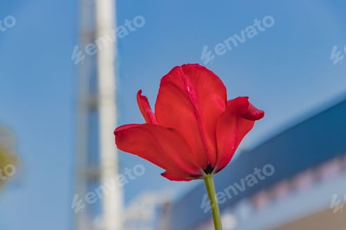Preview: Colorful Tulips At Yokohama Park