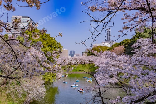 Preview: Cherry Blossoms At Tokyo Chidorigafuchi