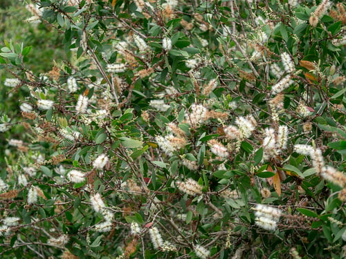 Preview: White Flower Of Cajuput Tree, Milk Wood, Paper Bark Tree (Melaleuca Quinquenervia).