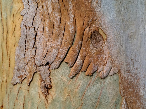 Preview: Close Up Bark Of Eucalyptus Tree. (Scientific Name - Eucalyptus Globulus Labill)