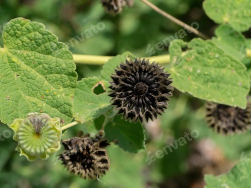 Preview: Close Up Seeds Of Country Mallow Plant (Abutilon Indicum (L.) Sweet.)