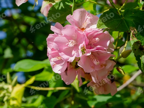 Preview: Close Up Pink Dombeya Flower On Tree.