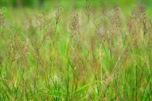 Preview: Gold Beard Grass. Chrysopogon Aciculatus (Retz.) Trin.