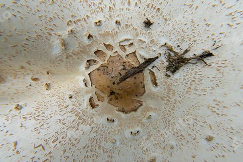 Preview: Close Up Top View Details Of Magic Mushroom. (Psilocybe Cubensis)