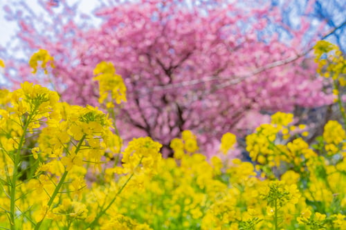 Preview: Beautiful Pink Kawazu Cherry Blossoms