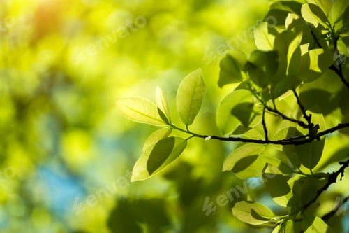 Preview: Leaves In Spring Season.