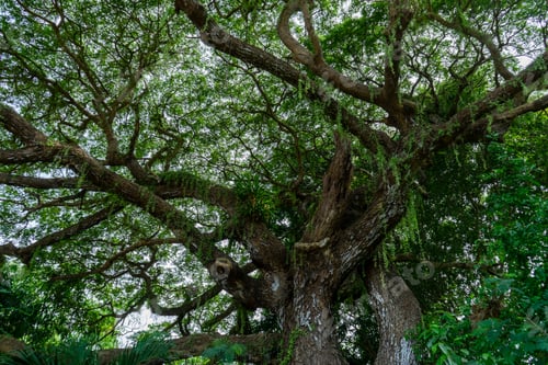 Preview: Under Rain Tree Or East Indian Walnut Background. (Scientific Name Samanea Saman).