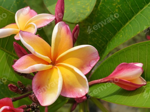 Preview: Frangipani Flower On The Tree.