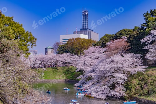 Preview: Cherry Blossoms At Tokyo Chidorigafuchi