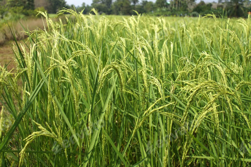 Preview: Rice Plant In Field