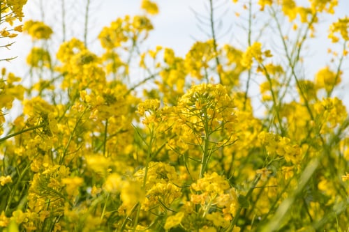 Preview: Beautiful Rape Blossoms