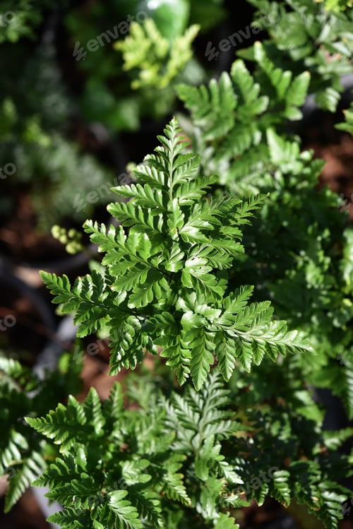 Preview: Foot Ferns, Rabbitsfoot, Hairsfoot. (Davallia Plant)