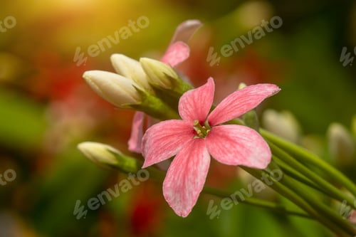 Preview: Close Up Of Rangoon Creeper Flower. (Quisqualis Indica)
