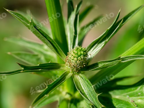 Preview: Close Up Culantro Flower With Blur Green Leaves. (Scientific Name Eryngium Foetidum)