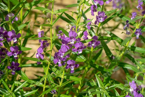 Preview: Close Up Violet Angelonia Goyazensis Benth Flower.