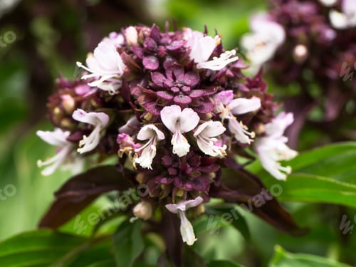 Preview: Close Up Sweet Basil Flower.